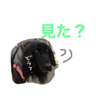 くろーい犬 /日常（個別スタンプ：20）