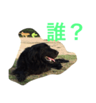 くろーい犬 /日常（個別スタンプ：23）