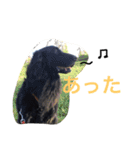くろーい犬 /日常（個別スタンプ：25）
