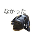 くろーい犬 /日常（個別スタンプ：26）