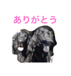 くろーい犬 /日常（個別スタンプ：27）