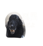 くろーい犬 /日常（個別スタンプ：29）