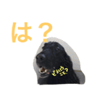 くろーい犬 /日常（個別スタンプ：30）