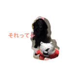 くろーい犬 /日常（個別スタンプ：31）