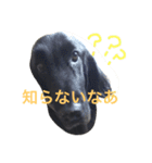 くろーい犬 /日常（個別スタンプ：32）