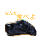 くろーい犬 /日常（個別スタンプ：33）