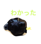 くろーい犬 /日常（個別スタンプ：35）