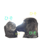 くろーい犬 /日常（個別スタンプ：36）