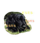 くろーい犬 /日常（個別スタンプ：39）