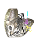ひじき！！（個別スタンプ：5）