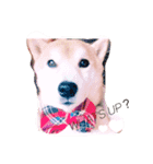 わが家のくう。（個別スタンプ：1）