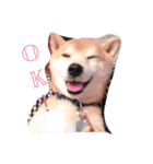 わが家のくう。（個別スタンプ：2）