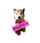 わが家のくう。（個別スタンプ：4）
