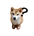 わが家のくう。（個別スタンプ：5）
