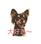 黒チワワとたまにゴールデン（個別スタンプ：1）