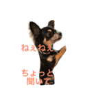 黒チワワとたまにゴールデン（個別スタンプ：2）