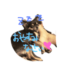黒チワワとたまにゴールデン（個別スタンプ：3）