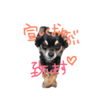 黒チワワとたまにゴールデン（個別スタンプ：10）