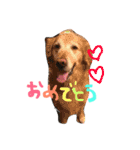 黒チワワとたまにゴールデン（個別スタンプ：18）