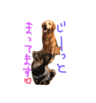 黒チワワとたまにゴールデン（個別スタンプ：19）