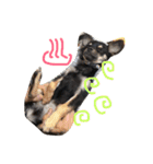 黒チワワとたまにゴールデン（個別スタンプ：20）