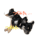 黒チワワとたまにゴールデン（個別スタンプ：22）
