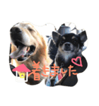 黒チワワとたまにゴールデン（個別スタンプ：26）