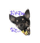 黒チワワとたまにゴールデン（個別スタンプ：27）