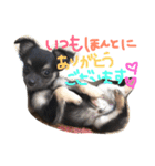 黒チワワとたまにゴールデン（個別スタンプ：29）