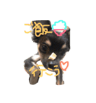 黒チワワとたまにゴールデン（個別スタンプ：30）