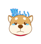 柴犬の顔（個別スタンプ：17）