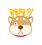 柴犬の顔（個別スタンプ：27）