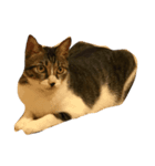 Jingle cat（個別スタンプ：1）