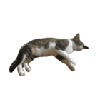 Jingle cat（個別スタンプ：2）