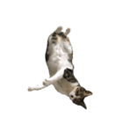 Jingle cat（個別スタンプ：3）