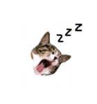 Jingle cat（個別スタンプ：4）