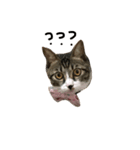 Jingle cat（個別スタンプ：5）