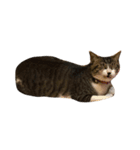 Jingle cat（個別スタンプ：6）