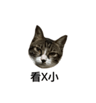 Jingle cat（個別スタンプ：7）