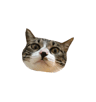 Jingle cat（個別スタンプ：8）