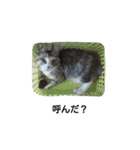 気まぐれ猫スタンプ（個別スタンプ：2）
