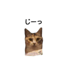 気まぐれ猫スタンプ（個別スタンプ：3）