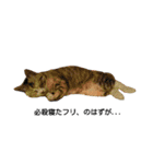 気まぐれ猫スタンプ（個別スタンプ：10）