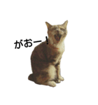 気まぐれ猫スタンプ（個別スタンプ：11）