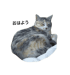 気まぐれ猫スタンプ（個別スタンプ：14）