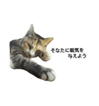 気まぐれ猫スタンプ（個別スタンプ：16）