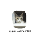 気まぐれ猫スタンプ（個別スタンプ：17）