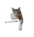 気まぐれ猫スタンプ（個別スタンプ：19）