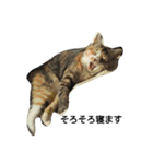 気まぐれ猫スタンプ（個別スタンプ：20）