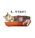気まぐれ猫スタンプ（個別スタンプ：31）